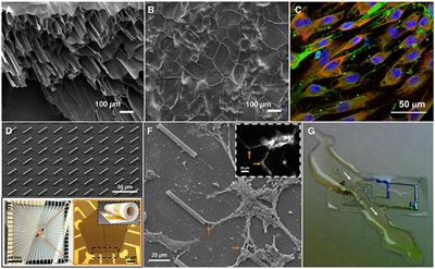 Biomaterials for Enhancing Neuronal Repair